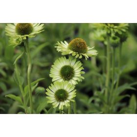 Echinacea ’Green Jewel’– Bíbor kasvirág