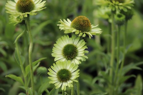 Echinacea ’Green Jewel’– Bíbor kasvirág