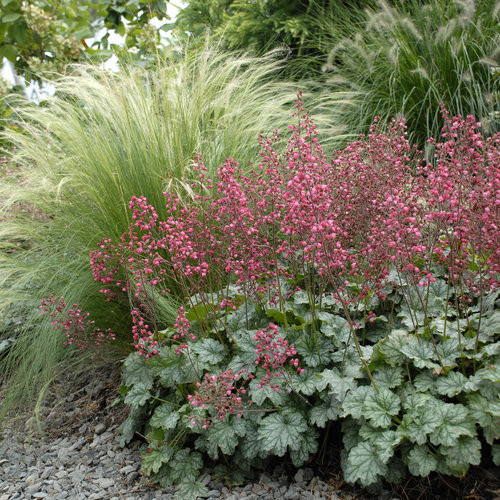 Heuchera ’Paris’ – Tűzeső