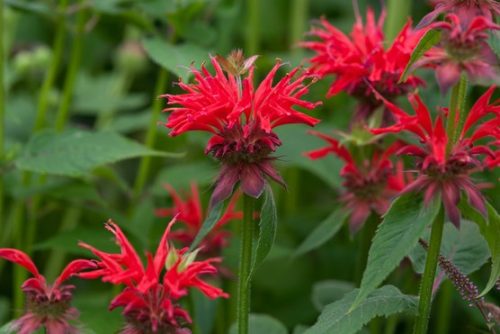 Monarda ’Gardenview Scarlet’ - Vörös méhbalzsam