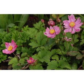 Anemone ’Pretty Lady Emily’ – Kínai szellőrózsa
