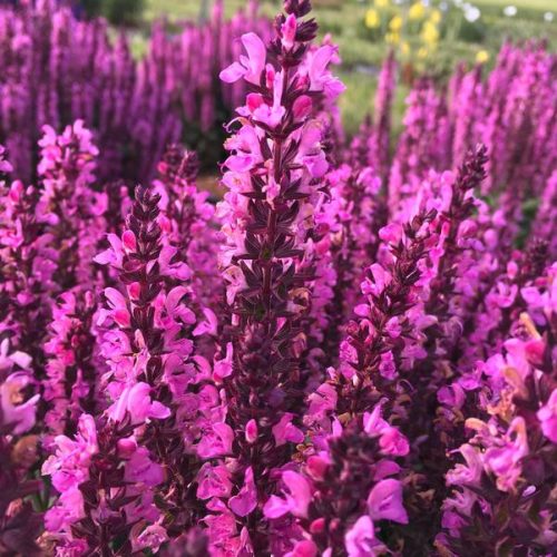 Salvia nemorosa ’Midnight Rose’ – Ligeti zsálya