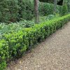 Euonymus jap. ’Green Spire’ – Oszlopos japán kecskerágó