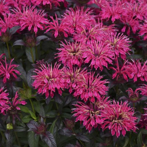 Monarda did. ’Sugar Buzz Berry Taffy’ - Méhbalzsam