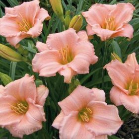 Hemerocallis ’On and On’ – Sásliliom