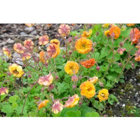Geum ’Can Can’ – Gyömbérgyökér
