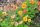 Geum ’Can Can’ – Gyömbérgyökér
