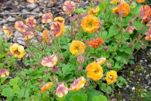 Geum ’Can Can’ – Gyömbérgyökér