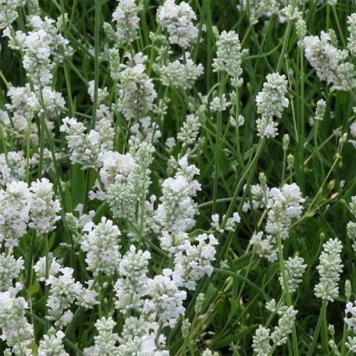 Lavandula x int. ’Edelweiss’ – Francia levendula