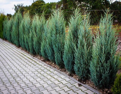 Juniperus scop. ’Moonglow’ – Oszlopos oregoni boróka