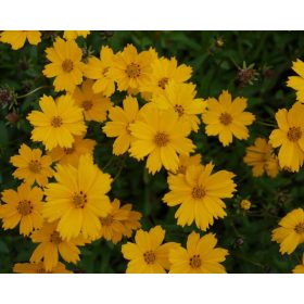   Coreopsis grand. ’Christchurch’ – Nagyfészkű menyecskeszem