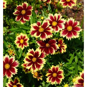 Coreopsis hybrida ’Solar Fancy’ – Menyecskeszem
