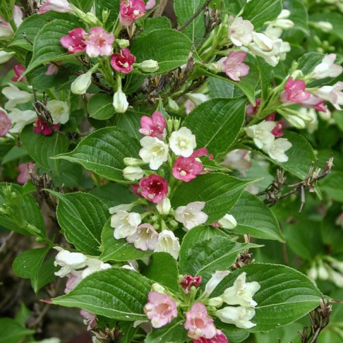 Weigela ’Marjorie’ – Fehér-rózsaszín virágú rózsalonc