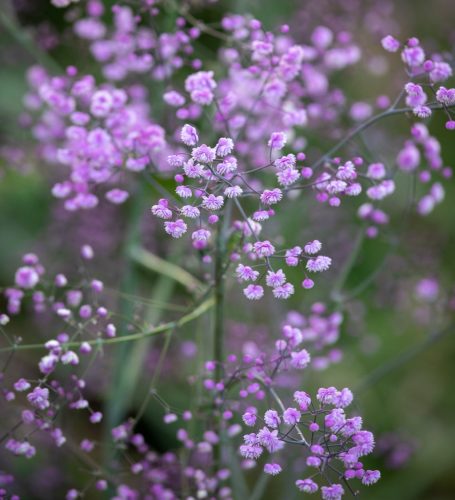 Thalictrum ’Hewitt’s Double’ – Borkóró