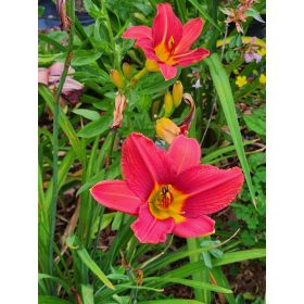 Hemerocallis ’Chipper Cherry’ – Sásliliom