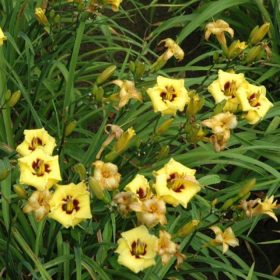 Hemerocallis 'Little Bumble Bee' – Sásliliom