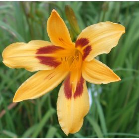 Hemerocallis 'Mikado' – Sásliliom