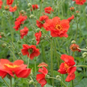 Geum ’Mrs Bradshow’ – Gyömbérgyökér
