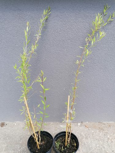 Lycium ch. ’Korean Big’ – Goji bogyó