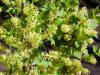 Ribes alpinum ’Schmidt’ – Havasi ribiszke