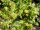 Ribes alpinum ’Schmidt’ – Havasi ribiszke