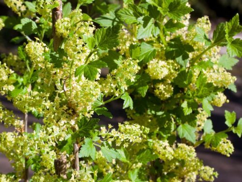 Ribes alpinum ’Schmidt’ – Havasi ribiszke