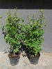 Ribes alpinum ’Schmidt’ – Havasi ribiszke