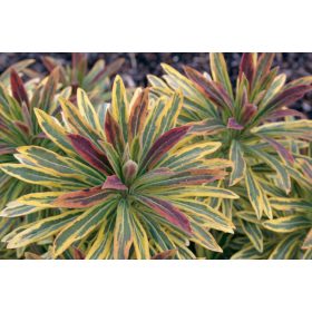Euphorbia x mart. ’Ascot Rainbow’ – Kutyatej
