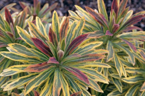 Euphorbia x mart. ’Ascot Rainbow’ – Kutyatej