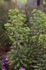 Euphorbia x mart. ’Ascot Rainbow’ – Kutyatej
