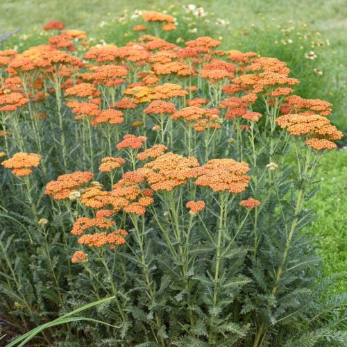 Achillea mill. ’Sassy Summer Sunset’ – Közönséges cickafark