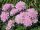 Scabiosa columb. ’Pink Mist’ –Galambszínű ördögszem