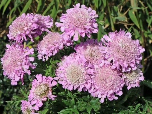 Scabiosa columb. ’Pink Mist’ –Galambszínű ördögszem
