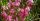 Gaura lindh. ’Siskiyou Pink’ – Díszgyertya