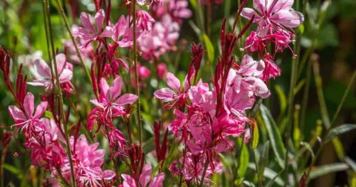 Gaura lindh. ’Siskiyou Pink’ – Díszgyertya