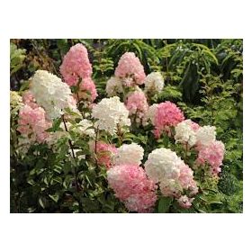   Hydrangea pan. ’Sundae Fraise’ – Krémszínű bugás hortenzia