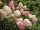 Hydrangea pan. ’Sundae Fraise’ – Krémszínű bugás hortenzia