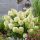 Hydrangea pan. ’Skyfall’ – Fehér, nagyvirágú bugás hortenzia