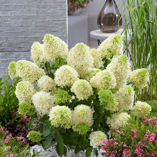 Hydrangea pan. ’Skyfall’ – Fehér, nagyvirágú bugás hortenzia