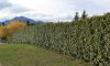 Elaeagnus ebbingei – széleslevelű ezüstfa