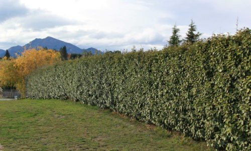 Elaeagnus ebbingei – széleslevelű ezüstfa