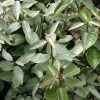 Elaeagnus ebbingei – széleslevelű ezüstfa