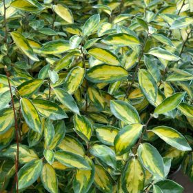   Elaeagnus ebb. ’Limelight’ – Széleslevelű tarka ezüstfa