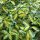 Elaeagnus ebb. ’Limelight’ – Széleslevelű tarka ezüstfa