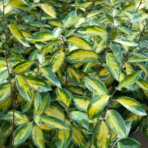 Elaeagnus ebb. ’Limelight’ – Széleslevelű tarka ezüstfa