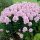 Phlox pan. ’Bright Eyes’ – Bugás lángvirág