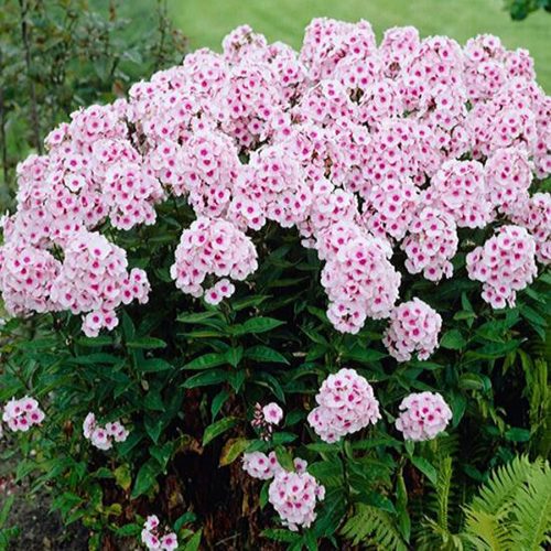 Phlox pan. ’Bright Eyes’ – Bugás lángvirág