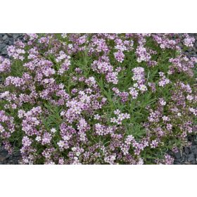 Gypsophila rep. ’Knuddel’ – Havasi fátyolvirág