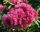 Lagerstroemia ind. ’Seabourn’ – Kínai selyemmirtusz