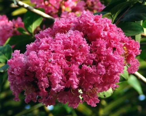 Lagerstroemia ind. ’Seabourn’ – Kínai selyemmirtusz